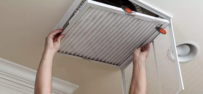 Our Insect Removal from Air Ducts Services in Meadow Woods, FL